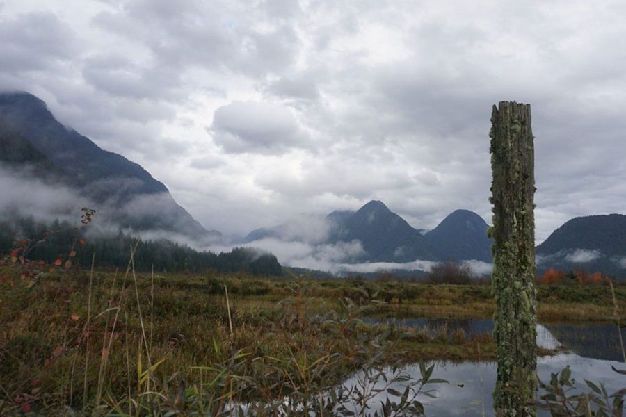 <who> Photo Credit: Patrick Penner, Local Journalism Initiative Reporter</who>A decaying support beam, a remnant of the site’s past logging activity, stands against a Widgeon Valley vista.