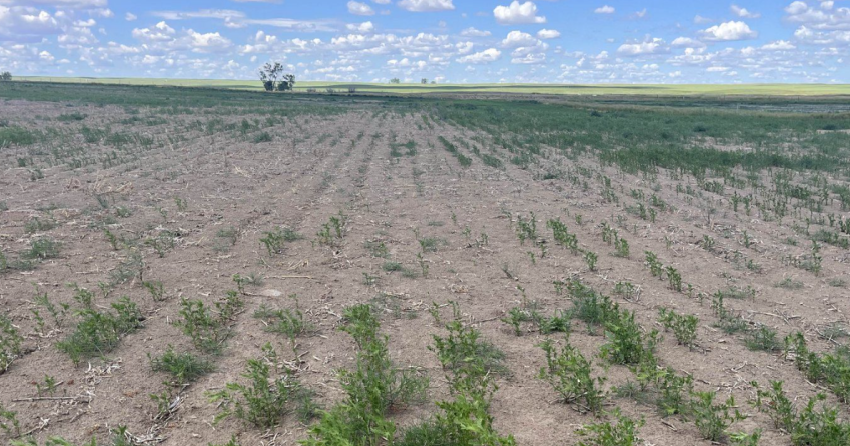 <who> Photo credit: Canadian Press/Quinton Jacksteit </who> Red lentils are shown growing in a dry field on June 29, 2025, on Quinton Jacksteit's farm near Golden Prairie in southwest Saskatchewan. 