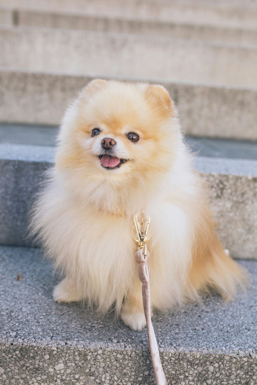 <who>Photo credit: Flouffy</who>Remember, small dogs will get sicker faster than big dogs.