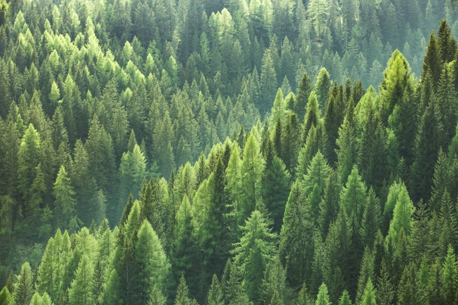 <who>Photo Credit: BC Council of Forest Industries