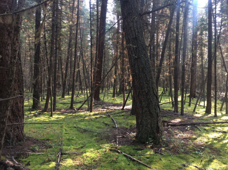 <who> Photo credit: Government of BC </who> An old-growth Interior Douglas-fir forest.