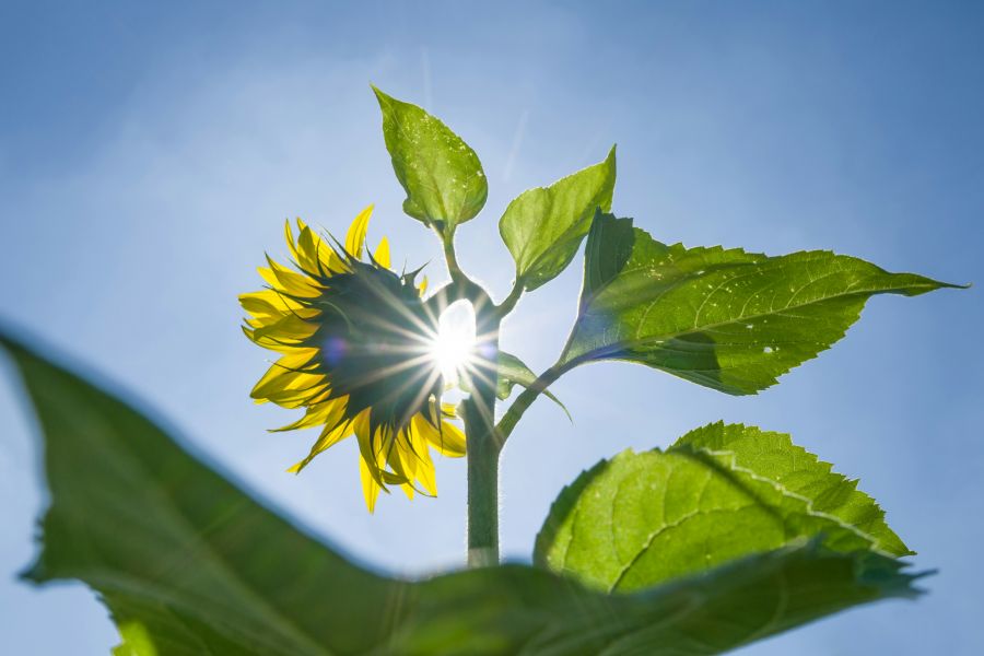 <who>Photo credit: Heike Trautmann</who>June 21 has the longest period of daylight of the whole year.