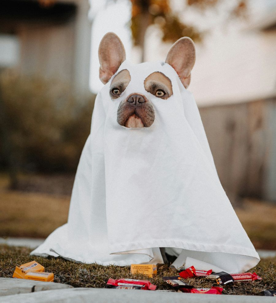 <who>Photo credit: Karsten Winegeart on Unsplash</who>SpearHead Winery in Kelowna is having a Halloween Howl dog-adoption fundraiser in conjunction with Paws It Forward on Saturday.