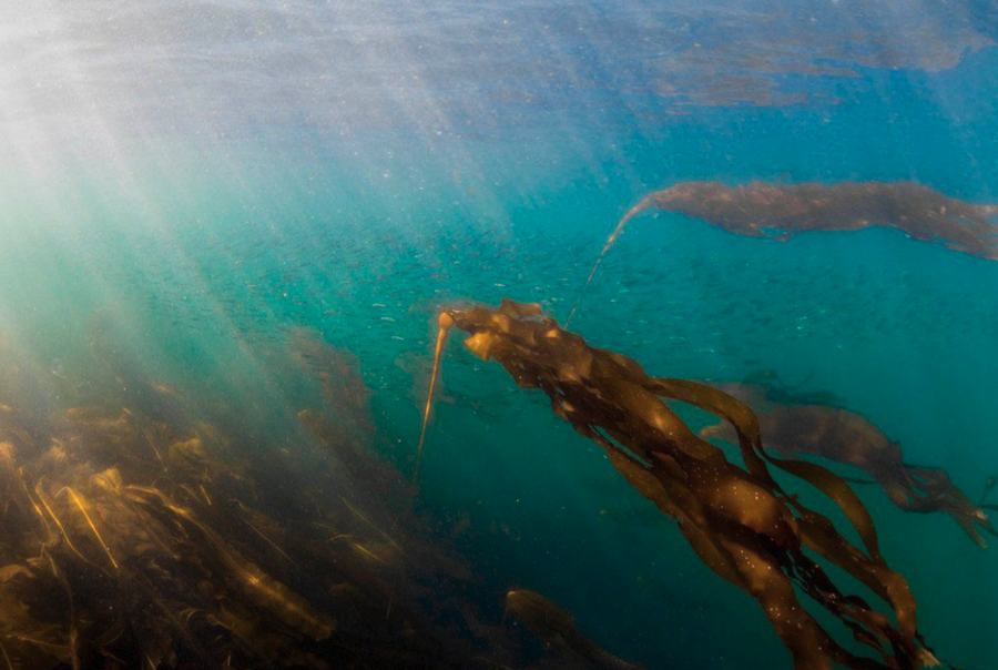 <who> Photo credit: Fernando Lessa/UVic </who> A school of herring swimming through bull kelp.