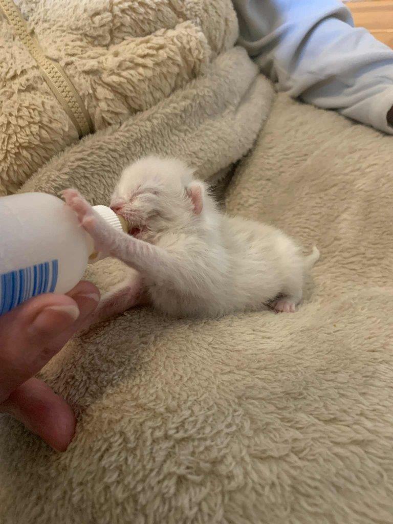 <who>Photo Credit: BC SPCA</who>The surviving kitten being bottlefed.