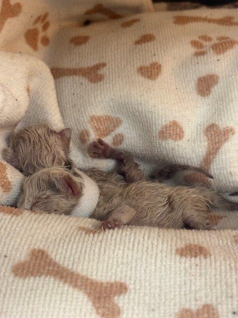 <who>Photo Credit: BC SPCA</who>Two kittens inside the incubator.