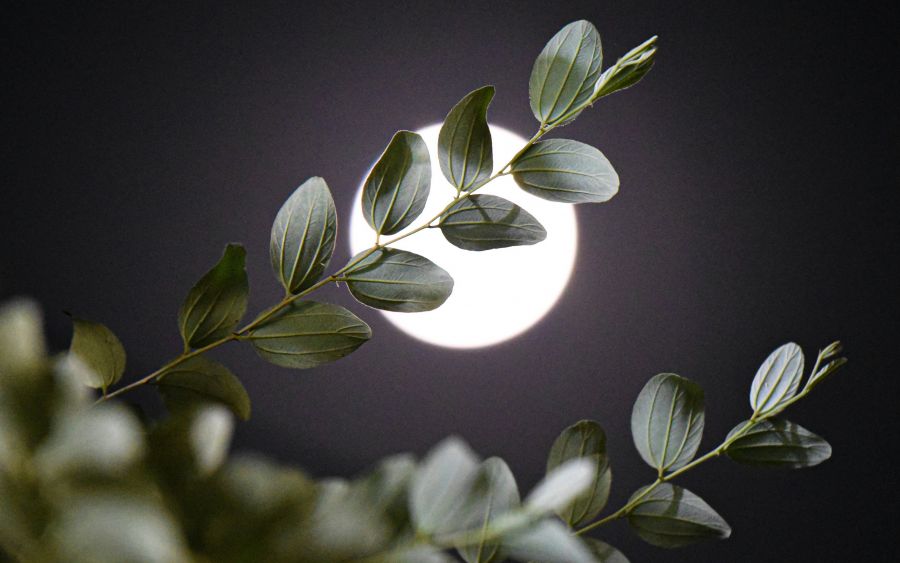 <who>Photo credit: Kotaguni Srinivas on Unsplash</who>The full moon is actually at 10:23 am Pacific time Friday. But, you'll see it at its full glory at dusk for the next few nights.