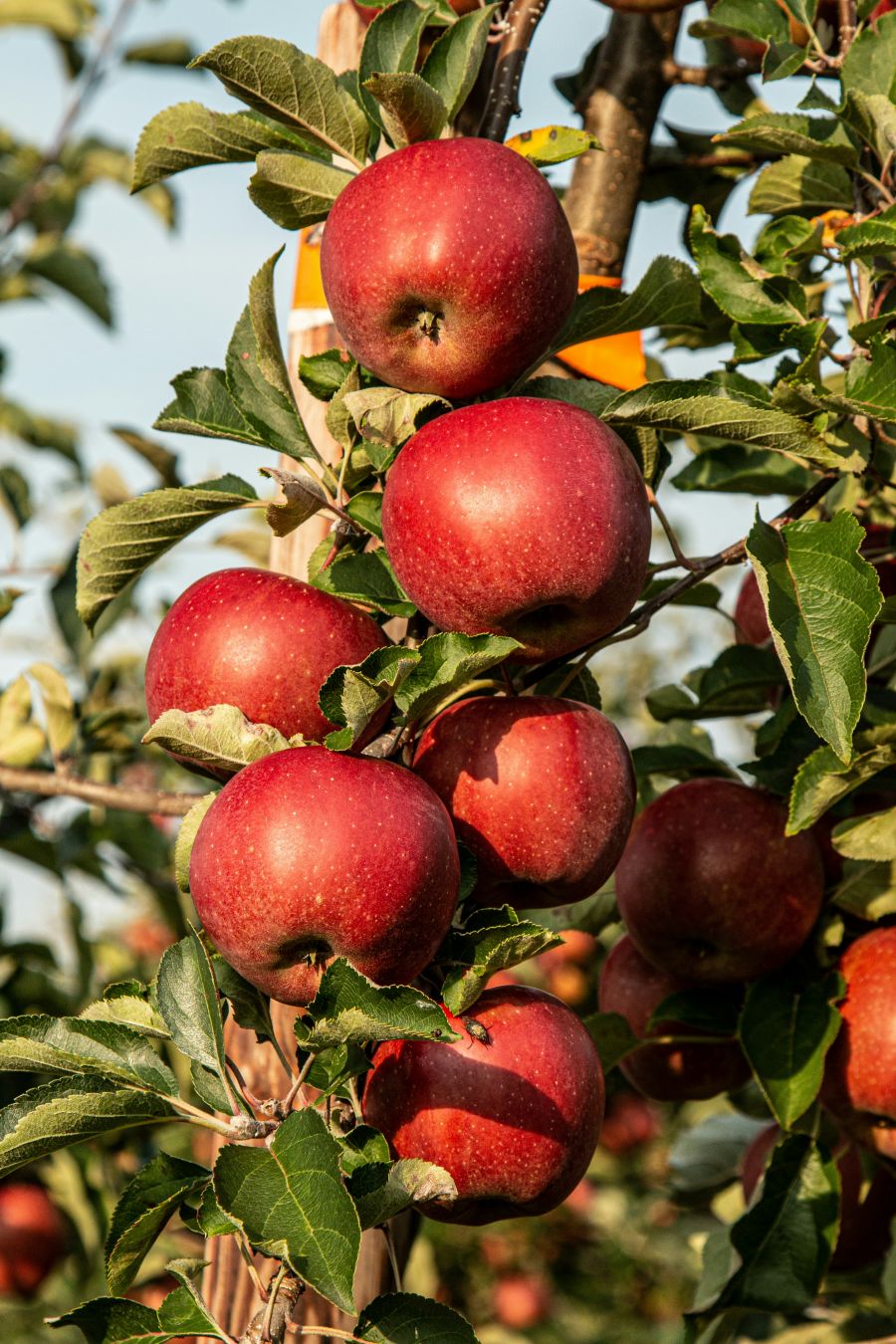 <who>Photo credit: Marek Studzinski on Unsplash</who>Apples were unaffected last year and a good crop is expected this year, too.