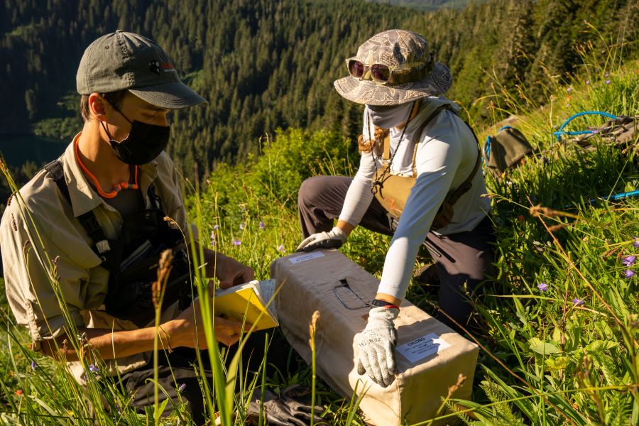 <who>Photo Credit: Adam Taylor/Marmot Recovery Foundation</who>Wildlife technicians release a marmot on a steep hillside.