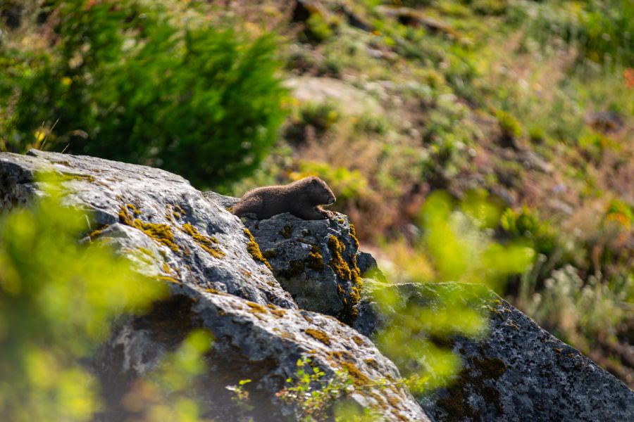 <who>Photo Credit: Adam Taylor/Marmot Recovery Foundation</who>A marmot pup at Haley Lake Ecological Reserve.