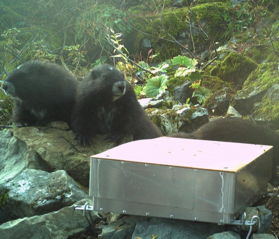 <who>Photo Credit: Vancouver Island University</who>Two marmots check out the remote scale.