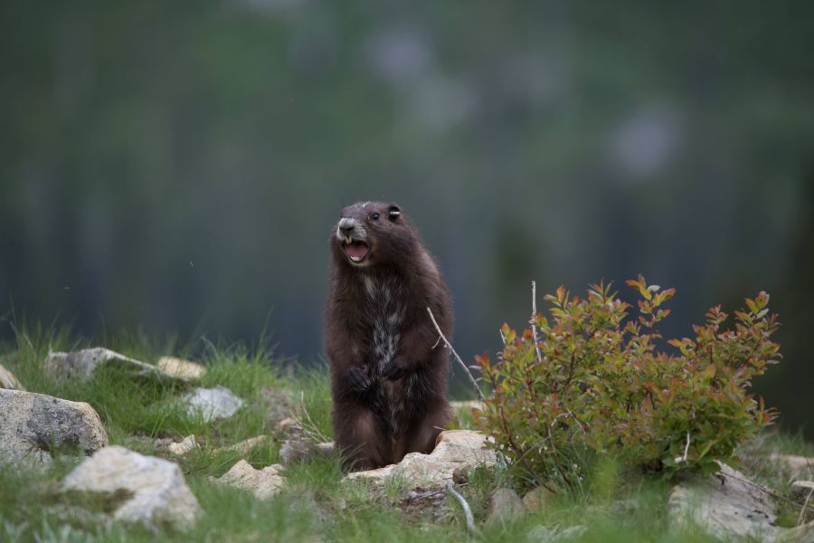 <who>Photo Credit: Alyssa Hollyoake/Marmot Recovery Foundation</who>Marmots have a high-pitched squeal to alert others of predators.