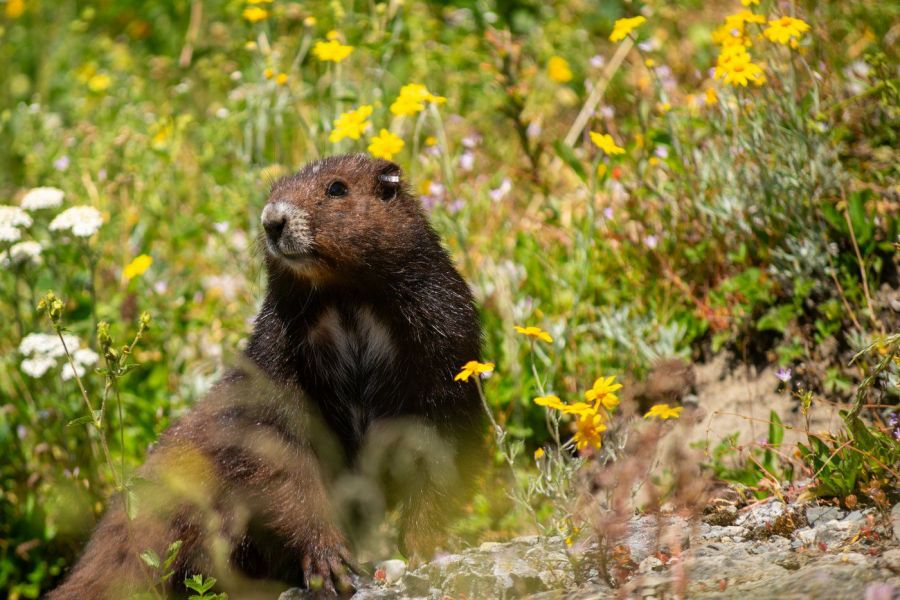 <who>Photo Credit: Adam Taylor/Marmot Recovery Foundation</who>Vancouver Island Marmots have very specific living conditions, burrowing amidst steep avalanche chutes and mountains covered in snow in subalpine and alpine ecosystems. In the summer, these open areas can be beautiful alpine meadows.
