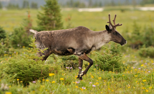 <who>Photo credit: Parks Canada</who>The southern mountain caribou is a 'species at risk' that lives in southern BC and Alberta.