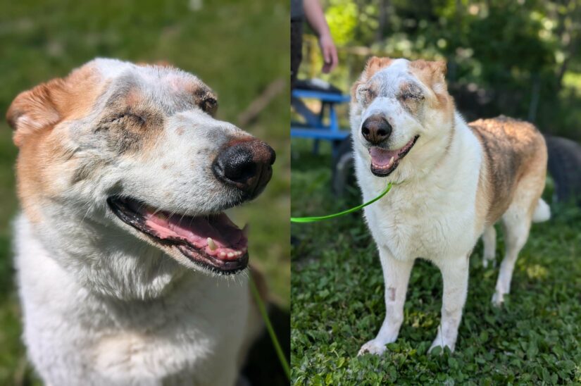 <who>BC SPCA