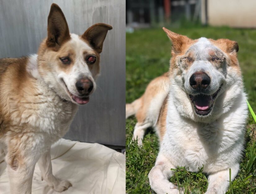 <who>BC SPCA