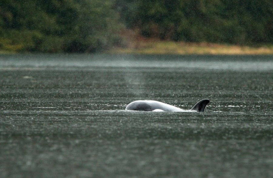 Trapped BC orca calf's skin whitening, no sign of emaciation: Fisheries ...