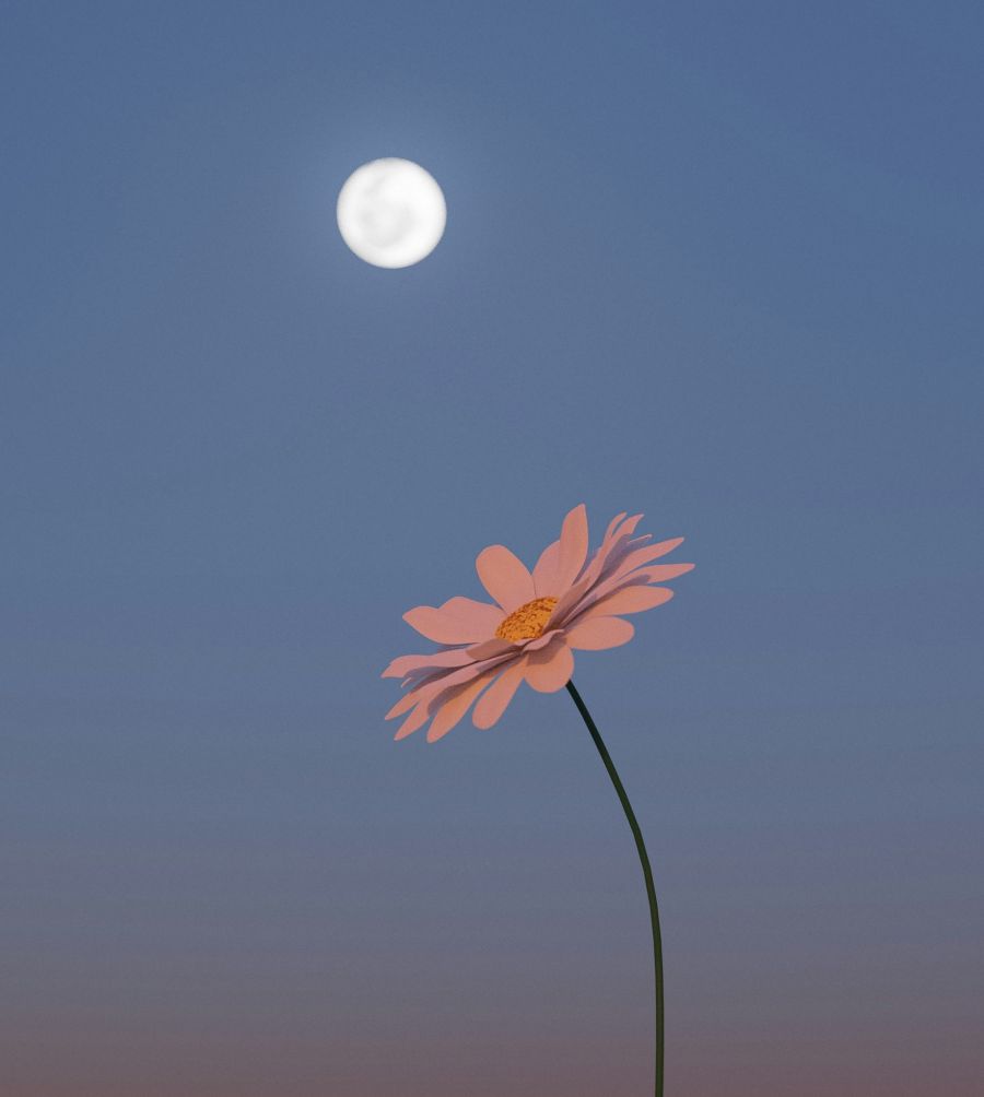 <who>Photo credit: Pramod Tiwari on Unsplash</who>How artsy. A photo of the full flower moon in the sky with an actual flower on Earth in the foreground.