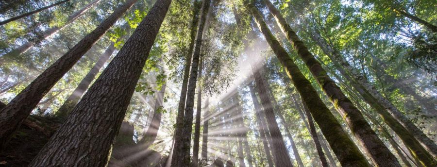 <who>Photo credits: Comox Valley Regional District and Experience Comox Valley</who>Comox is lauded as where mountains, forests, farmland and the ocean meet.