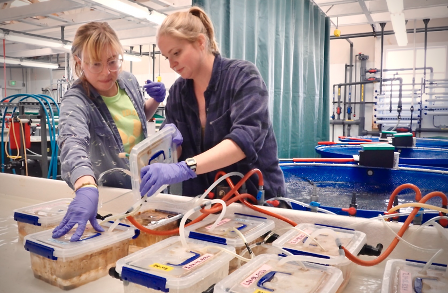 <who> Photo credit: LJI </who> Grace Crandall (left), a graduate student at the University of Washington, works with evolutionary ecologist Melanie Prentice to check sea stars for signs of disease at the Marrowstone Marine Field Station in Washington, run by the US Geological Survey’s Western Fisheries Research Center.