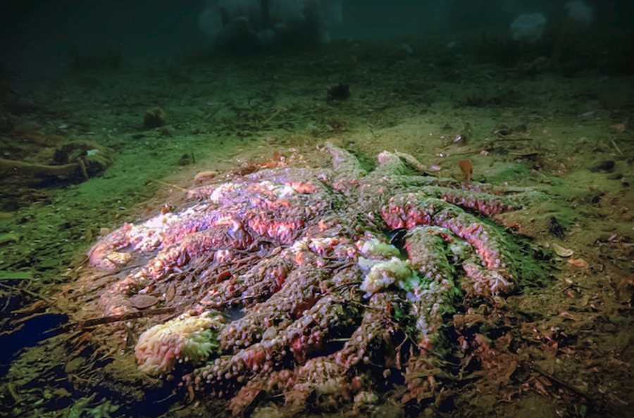<who> Photo credit: LJI </who> A sunflower sea star in the late stages of wasting just off British Columbia’s Calvert Island in 2015.
