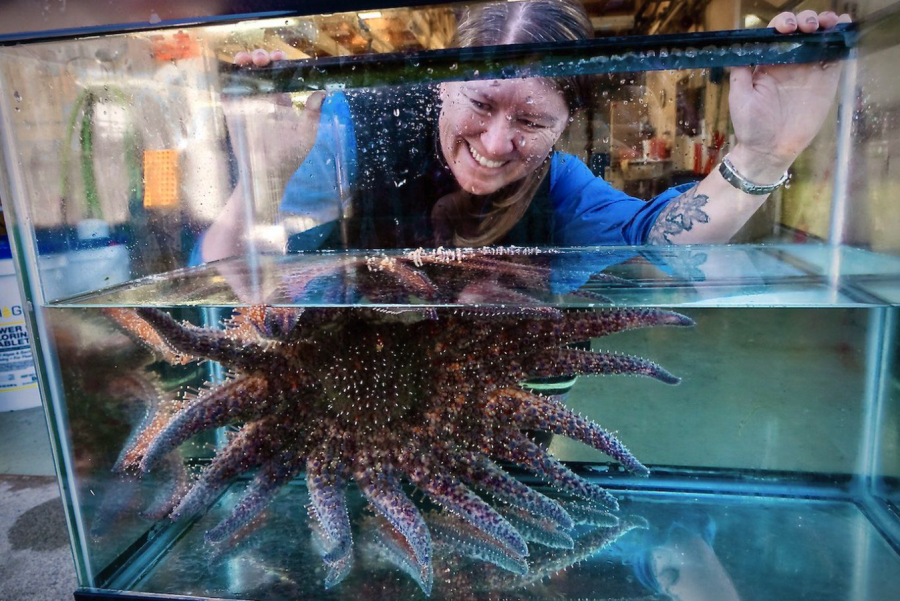 <who> Photo credit: LJI/Hakai Institute </who> Hakai Institute research scientist Alyssa Gehman checks on an adult sunflower sea star in the US Geological Survey’s Marrowstone Marine Field Station in Washington State.