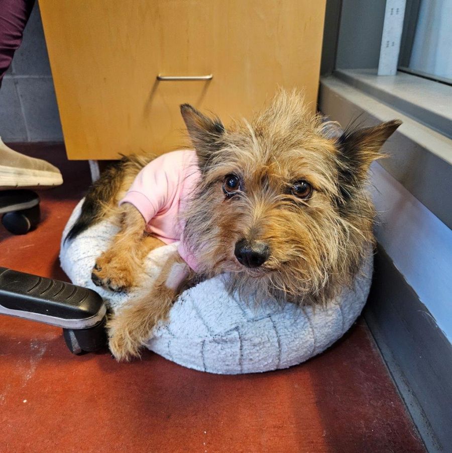 <who>Photo Credit: BC SPCA