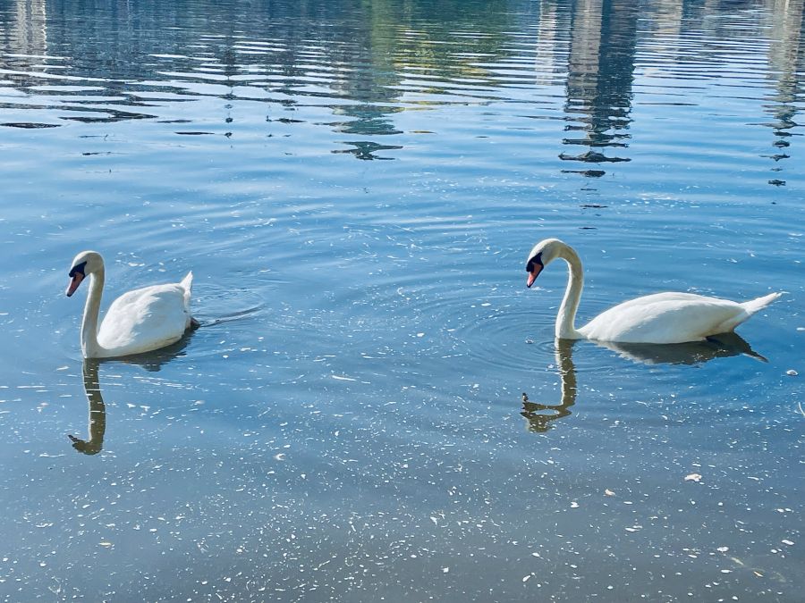 </who>Swans are curious around kayaks.