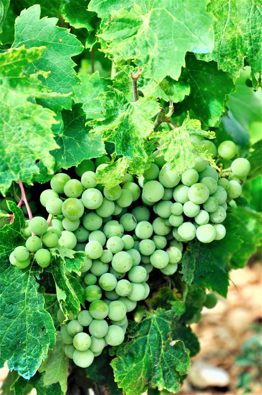</who>After virtually no grape harvest last year, there will be a healthy grape harvest this year.