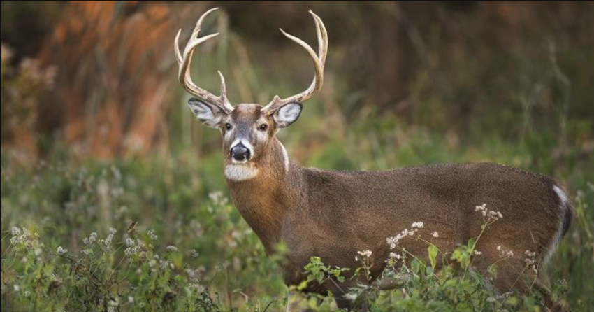 <who> Photo credit: BCCDC </who> A file image showing a white-tailed deer.