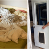 BC man says 'it’s the weed that saved us' after bear enters home through dog door