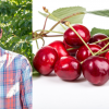 After a disastrous 2024, cherry, apple and wine grape crops all looking good this year