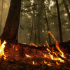 Newly discovered wildfires reported burning out of control in northern BC