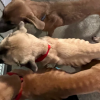 BC SPCA disappointed in breeder's sentencing in 'appalling' case of dog starvation