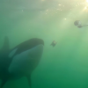 Orcas sharing prey with humans may be trying to learn 'who we are,' researcher says