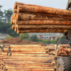 ‘Economic assault’: BC Premier, Forest Minister slam Trump’s ‘ludicrous’ 45% lumber tariffs