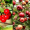 Water restrictions could kill Okanagan orchards and cost farmers $250M