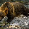 BC SPCA’s annual Wildlife-in-Focus photography contest officially underway
