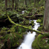 Lost hiker dies in North Vancouver's Mount Seymour area: police