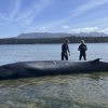 Bryde's whale washes ashore in only known sighting of the animal in BC