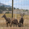 At Penticton Indian Band, researchers work to find remedy for bighorn sheep disease