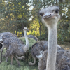 ‘Here come the RCMP’: Police and CFIA converge on BC ostrich farm