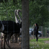 BC ostrich farm facing cull ponders moving birds to US as 'last resort'