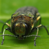 How a tree-killing beetle chose wrong human to fly into, revealing presence in BC