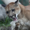 Man punches cougar in face, deters attack near Smithers