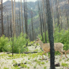 BC community sounds the alarm on salvage logging proposal