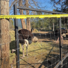 Arrest made at BC ostrich farm after alleged incursion onto property