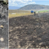 Fish dropped on power lines by bird caused BC wildfire, firefighters say