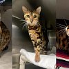 BC SPCA seizes 34 Bengal cats from ‘irresponsible breeder’ in the Okanagan