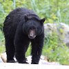 Bear killed by conservation officers after attacking woman walking dog in Whistler